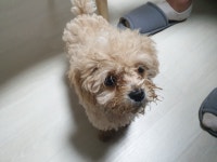 카밍독