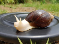 제주달팽이농장