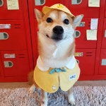 나나리펫하우스