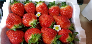 순이네 딸기농장