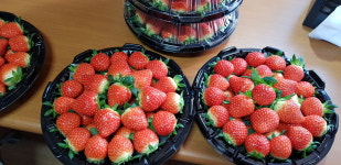 순이네 딸기농장