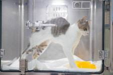 아이파크 동물병원