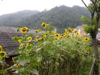 별이네 편백나무 독채