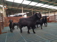 엄지척흑염소농장