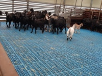 엄지척흑염소농장