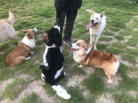 K9애견훈련소