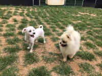 K9애견훈련소