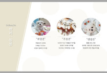 돌봄 강아지분양 서울송파점