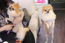 돌봄 강아지분양 서울송파점