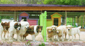 대형견프리미엄아울렛