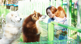 대형견프리미엄아울렛