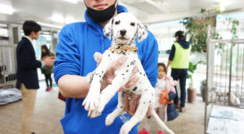 대형견프리미엄아울렛