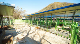 대형견프리미엄아울렛