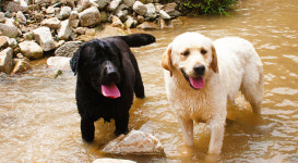 대형견프리미엄아울렛