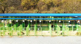 대형견프리미엄아울렛