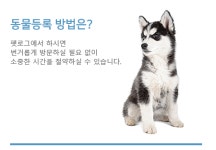 다음펫