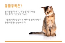 다음펫