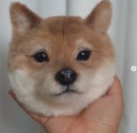 마이펫돌