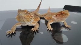 이솝동물메디컬