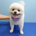 멍멍스타펫살롱