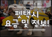 세이프애니 펫택시