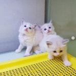 강남고양이분양 히어로펫