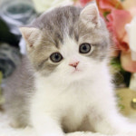 톰앤캣 광명고양이분양