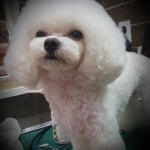 모모애견미용실