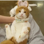 냥이시대