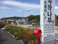 아트밸리자작나무