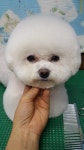 임옥빈그루밍 애견미용