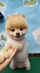 임옥빈그루밍 애견미용