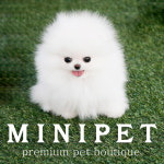 미니펫 강아지분양 고양이분양 부천점