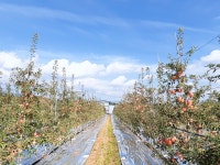 소백순천사과농장