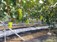 온달과평강농원