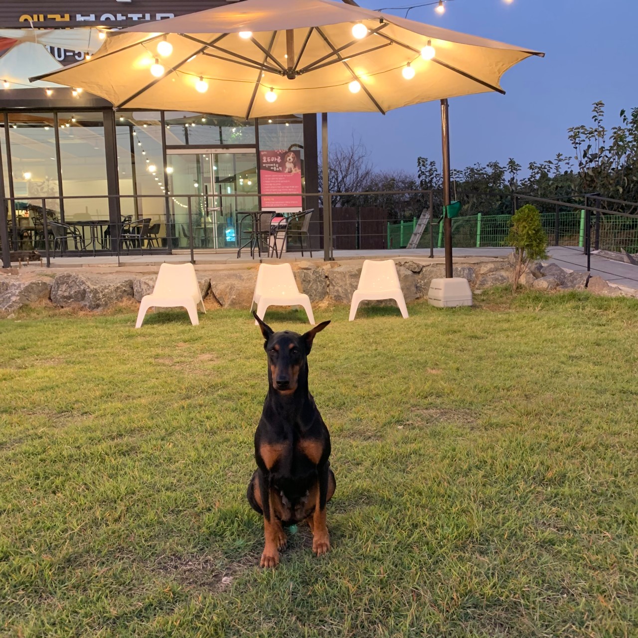 호두마루애견카페