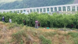 신이내린오디 정가네농원