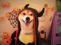 나나리펫하우스