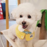 나나리펫하우스