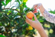 왕감귤체험농장