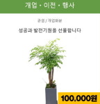 아이비플라워