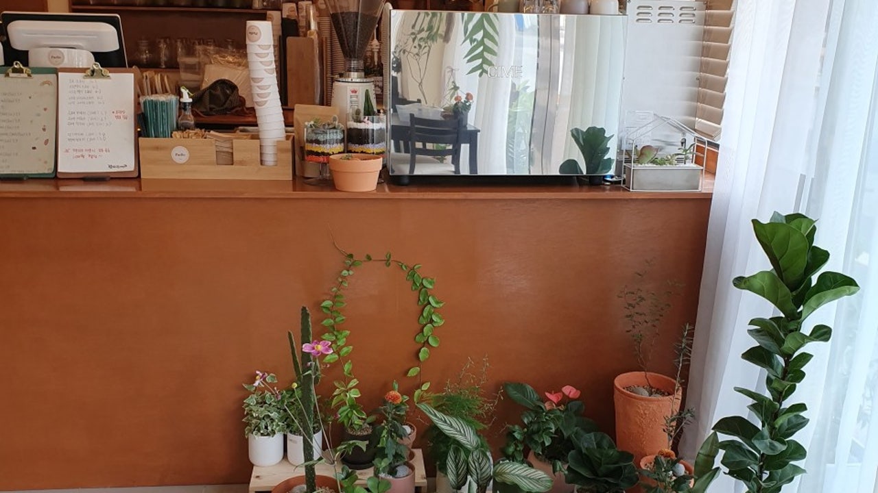 팔리오
