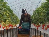 태평농장