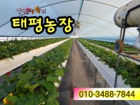 태평농장