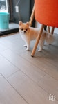 강아지이발소