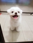 강아지이발소
