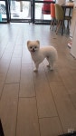 강아지이발소
