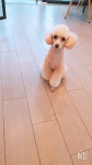 강아지이발소