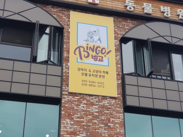 빙고