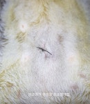 안동제1동물병원